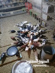  2 حمام مشكل للبيع