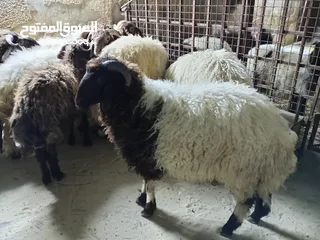  6 خرفان أضاحي للبيع اوزان لحم صافي 25