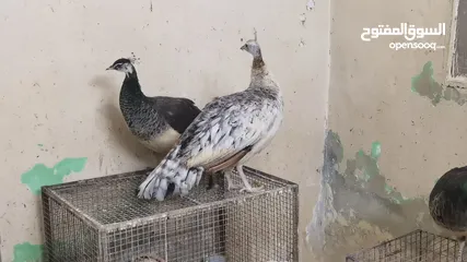  5 طاووس أمريكي الوصف مهم