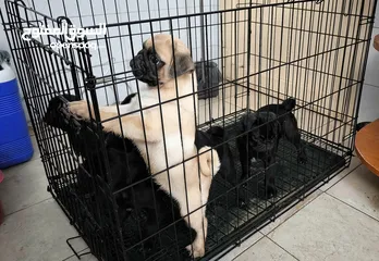  7 Pug Puppies Dubai-UAE