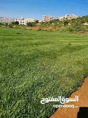  5 نجيل ديكوندرا ونجيل طبيعي