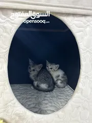  2 2 Small Little Kittens