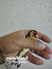  3 حسون كلاسك اصفر مايور حجل 24