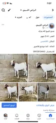  8 جدي   للبيع