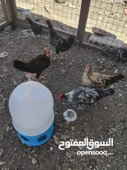  3 موجود عشر ديوك بلدي عمر خمس اشهر