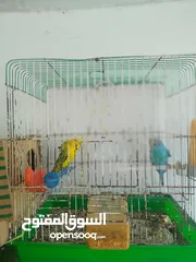  5 جوزين حب ماكنات انتاج بسعر حرق