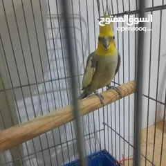  2 جوز كوكتيل