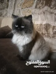  1 قط للبيع للبيع