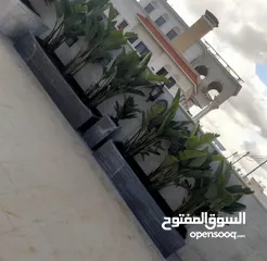  8 تفصيل قواوير فايبر جلاس بشكل عصري أنيق  زراعة وتسميد النباتات الداخلية والخارجية بإشراف مهندسين