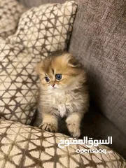  8 سكوتش فولد سكوتش ستريت اهالي مسجله