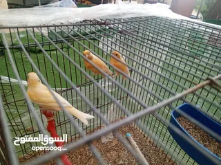  4 كنارات درجة أولى للبيع ( ذكرين و انثى )