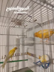  3 جوز كنار بالصلاه على النبي