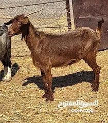  3 عنز من حلال بني سعيد راهيه جدا جدا تاوم تجيب ع 2 او 3 ماشاءالله حجم راهي جدا ب65 فقط اخر