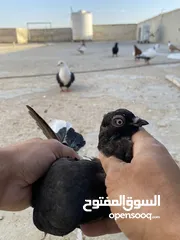  2 كوم حمام للبيع