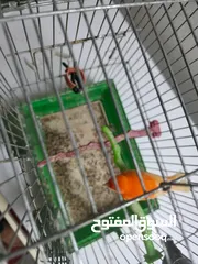  2 فحل كنار احمر