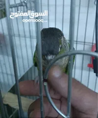  9 ببغاء جرين شك أليف
