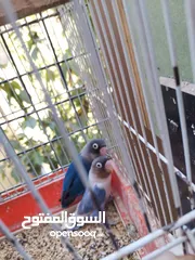  7 جوزين فيشر و روز الأسعار في الأسفل