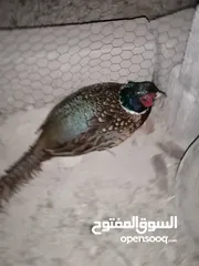  1 جوز فزنت  للبيع او للبدل