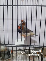  3 زيبرا مكس انقلش