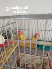  2 مجموعة طيور روز وفشر  للبيع أو البدل