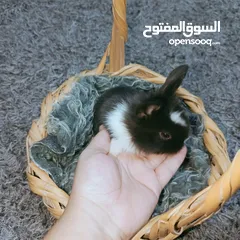  6 أرانب نوع تيدي بير وليون هيد