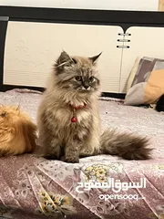  1 Pure persian kittens