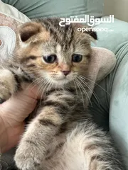  2 Scottish fold males