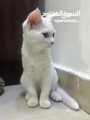  1 female kitten for adoption