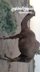  1 السلام عليكم ورحمه الله موجود اضحيه