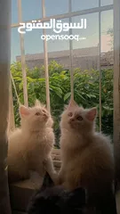  2 قطط للبيع هملايا