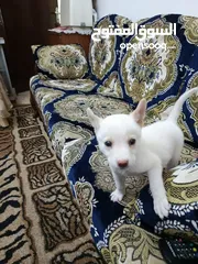  1 ما نوع هاذا الكلب  هل هاذا هاسكي
