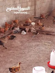  13 دجاج محلي مهجن من ديوك كوشن العملاق للبيع