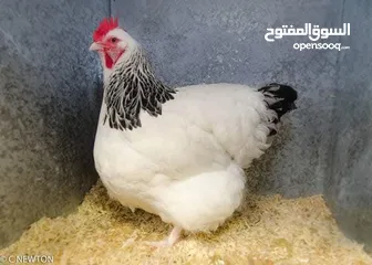  3 بيض دجاج ساكسو الانجليزي البياض البزرهالاصليه