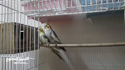  6 cocktail pair and budgies pair
