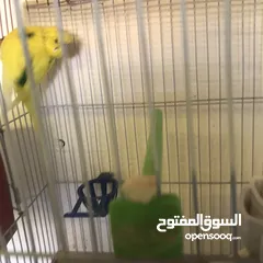  6 جواز كوكتيل جواز حب مكفول