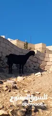  10 ثلاث عنزات وتيس شاميات نخب اول الثلاث والتيس كلهم ريشت الحبه وحده سوده وثنتين دباسي