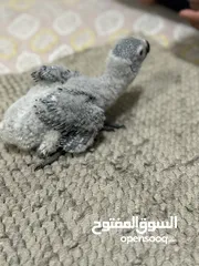  1 فرخ كاسكو انتاج محلي - African gray parrots local breeding