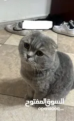  1 Scottish fold