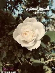  1 شقه للبيع بسعر مناسب
