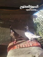  7 جواز بسعر مغري