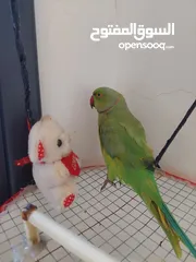  4 ببغاء درارة هندي ذكر اسمو كوكو عمر سنتين مطوق اليف جدا ما بعض نهائي لعوب بحب الاطفال