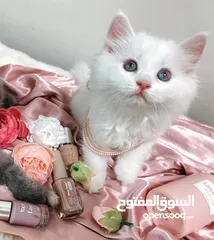  1 متوفر قطط للبيع