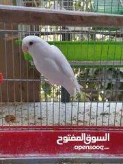  18 جوزين فيشر و روز الأسعار في الأسفل