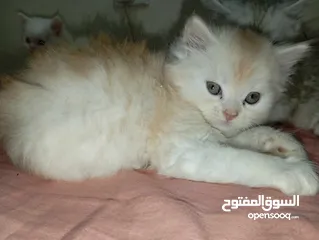  7 قطط صغيرة شيرازي بيور