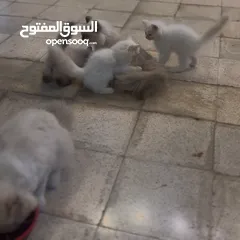  3 قطط هملايا صغيره