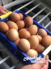  6 دجاج ايطالي