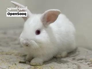  3 For sale all kinds of rabbits Holland loop , natherland mini , flamish gaint flander etc