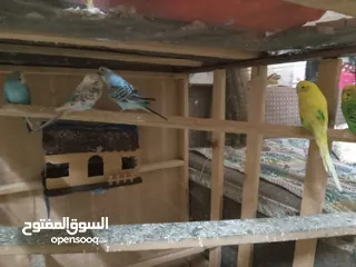  5 طيور الحب نوع البادجي بأحلى الألوان والأصوات