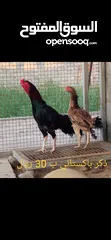  1 للبيع 2 ديك باكستاني ماشاءالله مستوين والصحه ممتازه