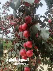  9 2دونم للبيع في كفرراعي (جنين)